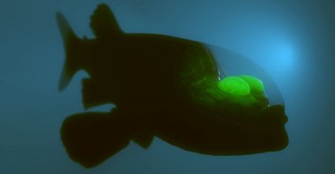 Не из мира сего. У побережья США заметили странную рыбу с прозрачной головой (видео)