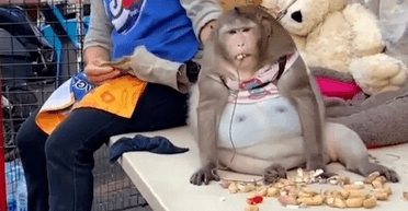 Постраждала від доброти: померла "найтовстіша у світі мавпа" на прізвисько Годзілла (фото)