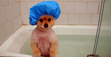 Собакам не стоит "принимать ванну" часто: эксперт объяснил причину