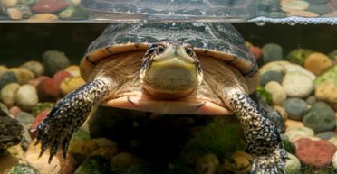 Які тварини можуть найдовше не дихати під водою: вчені дали відповідь (фото)