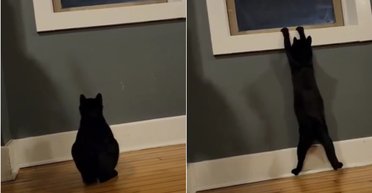 Миссия выполнима: кот-альпинист пытался преодолеть подоконник и рассмешил Интернет (видео)