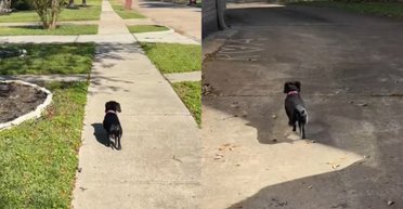 "Увімкнула турбо": 16-річна такса знову відчула молодость після "втечі" з дому (відео)