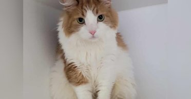 Мужчина вернул кота обратно в приют из-за одной детали: в сети возмущены (фото)