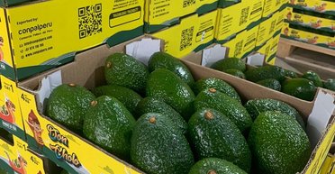 Ядовитые авокадо в Украине: глава Госпотребслужбы объяснил, что произошло с плодами