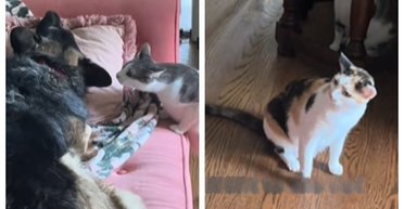 Собака после посещения ветеринара вернулась домой: реакция котов вызвала смех в сети (фото)