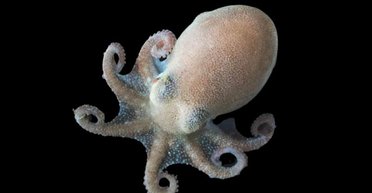 Секрет розкрито. Восьминоги живуть і не замерзають у найхолодніших місцях на Землі: як це їм вдається