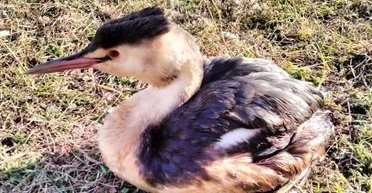 Авария танкеров в Черном море: в Одесской области заметили птиц в мазуте, реакция Минприроды (фото)