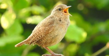 Птицы по всему земному шару поют по утрам: что заставляет пернатых шуметь спозаранку