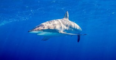 1800 лет назад люди охотились на огромных акул и тунцов: какие методы они использовали