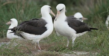 Вопреки всем прогнозам: самая старая дикая птица в мире отложила яйцо в 74 года