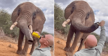 Турист пытался "напоить" слона пивом: зоозащитники и соцсети разъярены увиденным (видео)