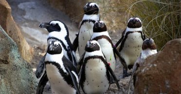 Біля берегів Південної Африки за останні 10 років загинули 62 000 пінгвінів: названо те, що їх згубило