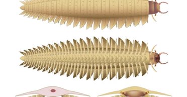 Таємницю еволюції розкрито: вчені знайшли голову багатоніжки, розміром з авто (фото)