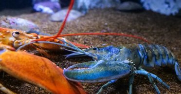 1 на 50 мільйонів: рибалка спіймав рідкісного двоколірного омара-гермафродита (відео)