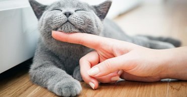 Проверьте, есть ли в списке ваш любимец: топ самых опасных пород кошек (фото)