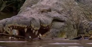 З'їв сотні людей: куленепробивний величезний крокодил-людожер ще може бути на волі (фото)