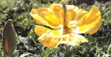 У нацпарку в Україні знайшли рідкісну квітку з Червоної книги (фото)