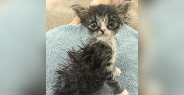 Женщина приютила крошечного котенка: она не была готова к тому, что из него выросло (фото)