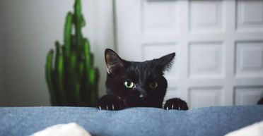 Ветеринары известили мужчину о "смерти" его кота: реакция того стала вирусной (видео)