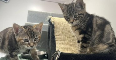 "Слезы на глазах": в парке нашли брошенных котят — рядом была записка (фото)