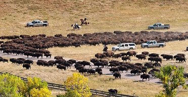 Бизоны восстанавливают доисторические коридоры предков: зачем им древние миграционные пути