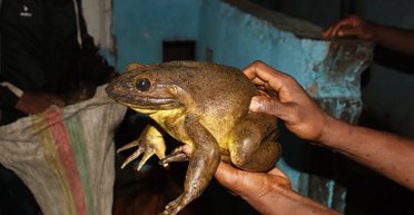 Названа самая большая лягушка в мире: гигант весом 3,3 кг строит гнезда и не издает ни звука (фото)