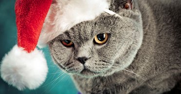 Через грабли к счастью. Новогодние советы психолога