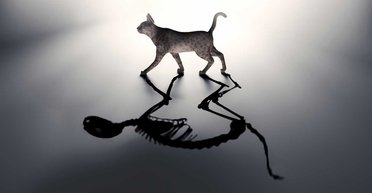 Государство Шредингера. Страна — это то, за что стоит бороться и побеждать