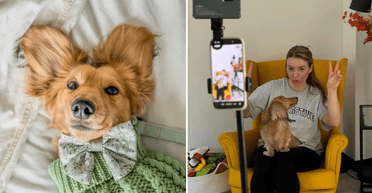 Чарівна такса стала годувальником для всієї сім'ї і приносить $6 тисяч на місяць (відео)