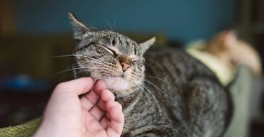 Ученые выяснили, что кошки способны запоминать имена своих владельцев