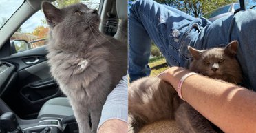 Бродячий кіт ні до кого не підходив, але через 8 місяців усе змінилося (фото)