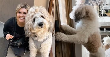 "Не собака, а кінь": з цуценяти сенбернара і пуделя виріс пухнастий гігант вагою 42 кг