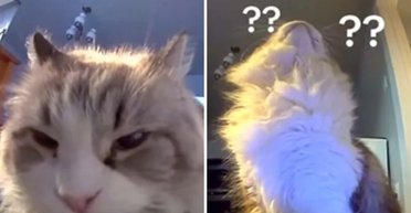 Женщина впервые поздоровалась с кошкой через камеру для животных: ее реакция покорила сеть (фото)