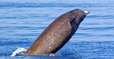 В 30 раз больше статуи "Родина-мать" в Киеве: какое животное ныряет в воду глубже всех на Земле (фото)