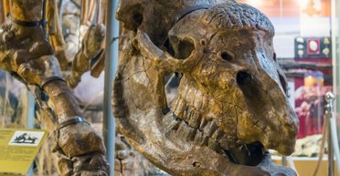 Луками Євразії 39 тис. років тому бродив єдиноріг: його бачили стародавні люди (фото)