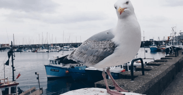 У Великій Британії міськрада втратила 460 тисяч фунтів стерлінгів через вперту чайку (фото)