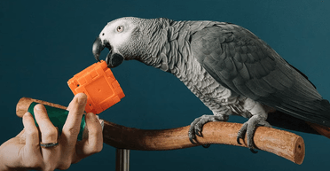 Зірка соцмереж: папуга встановив рекорд, упізнавши правильно потрібні предмети (відео)