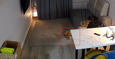 За секунди "до": волонтер показав, як пес врятував собі життя перед "прильотом" (відео)