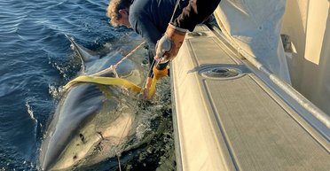 Туристы встревожены: самая крупная белая акула в мире отправилась к берегам США
