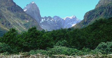 У Гренландії є місце, де справді тепло: тут росте єдиний ліс на острові
