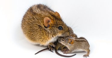 Знайдено те, що визначає "хороших" і "поганих" батьків: у всьому винен один особливий ген