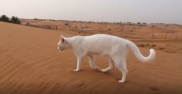 Мало хто помічає, як насправді ходять кішки: їхній секрет криється в ході (відео)