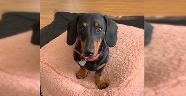 Таксу-втікачку спіймали після 529 днів поневірянь у дикій природі Австралії (фото, відео)