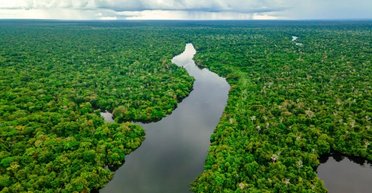 Неожиданная польза от изменения климата: деревья в лесах Амазонки становятся больше