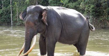 Единственный и неповторимый: когда родился невозможный гибрид слона и что с ним произошло