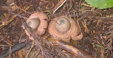 Чоловік знайшов на задньому дворі дивні очі, які дивилися на нього із землі: що це було