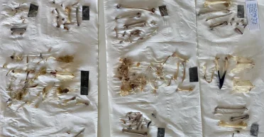 Воссоздали методы неандертальцев: ученые узнали, почему так мало свидетельств о питании наших предков