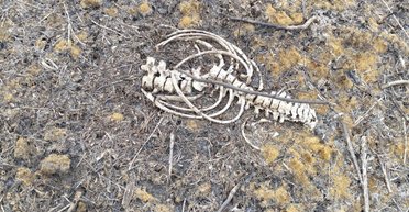 Були вбиті ще у 2022 році: на Харківщині знайшли кістки цілої родини (фото)