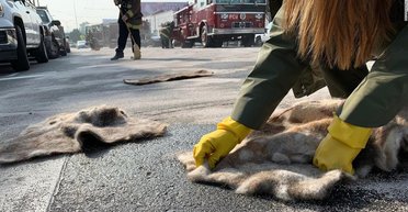 Ученые заявили, что волосы человека помогают поглощать разливы нефти