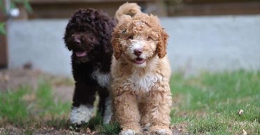 Купили дизайнерскую собаку, а получили "монстра": скандал с популярной породой кокапу